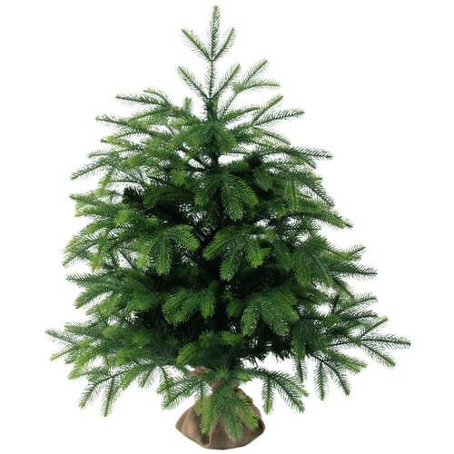 ������ ������ ��� ������������� ���� ���� �����������, 100 �� ����