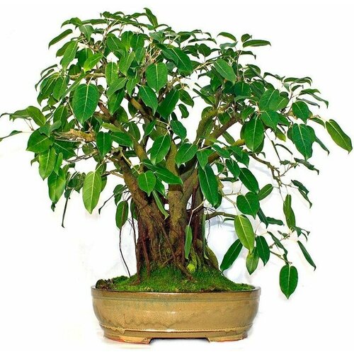 ������ ������ ����� ���������, Ficus Religiosa, ������ ����