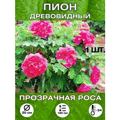 ������ ������ ���� ���������� ����, ��������� ����