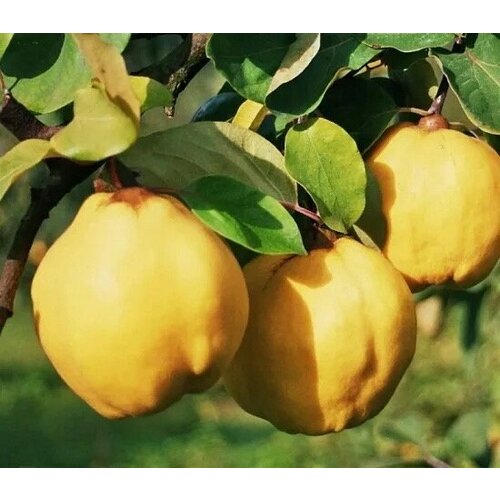 ������ ������ ������� ���� ���� ������ ����