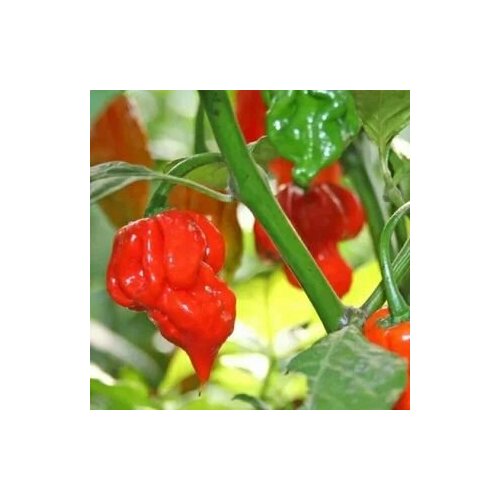 ������ ������ ������ ������ ����� Trinidad Scorpion Butch T, 5 ����� + ������� ����