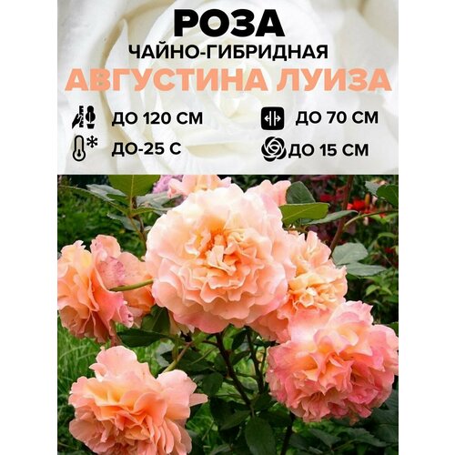 ������ ������ ���� ������� ����� �����-��������� 1 ��. ����