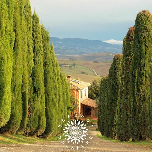 ������ ������ ������ ����������� ������� (������������) (���. Cupressus sempervirens) 50�� ����