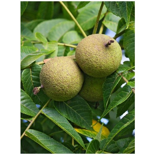 ������ ������ ������ ���� ������ ������������� (Juglans nigra), 5 ���� ����