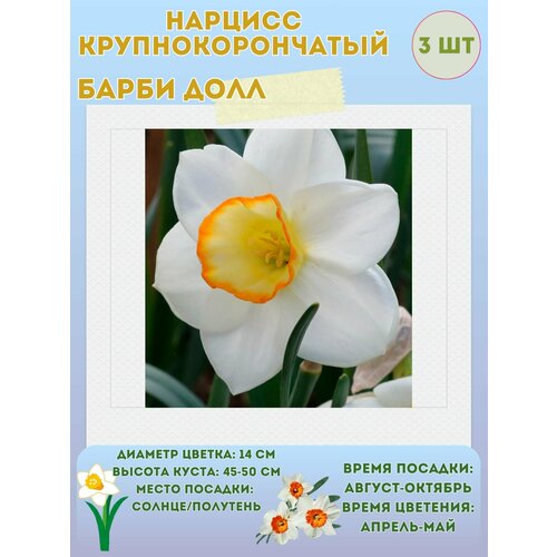 ������ ������ ������� ����� ���, ����������� �����, �������� 3 �� ����