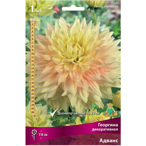 ������ ������ ������� �������� ����� ������ ����