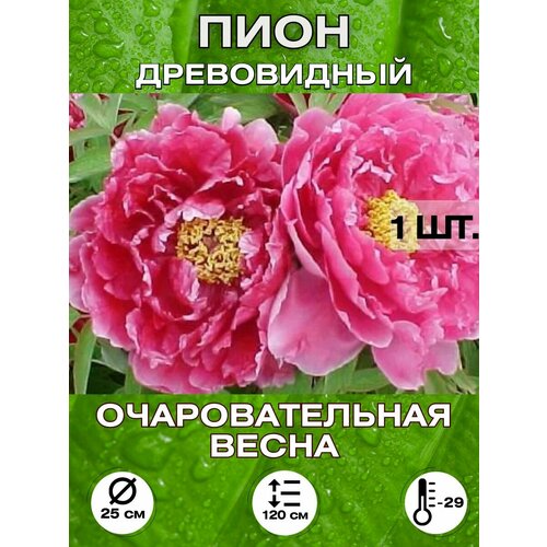 ������ ������ ���� �������������� �����, ��������� ����