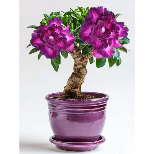 ������ ������ ������ ������� ���������� ����� �� ���������, 3�� ����