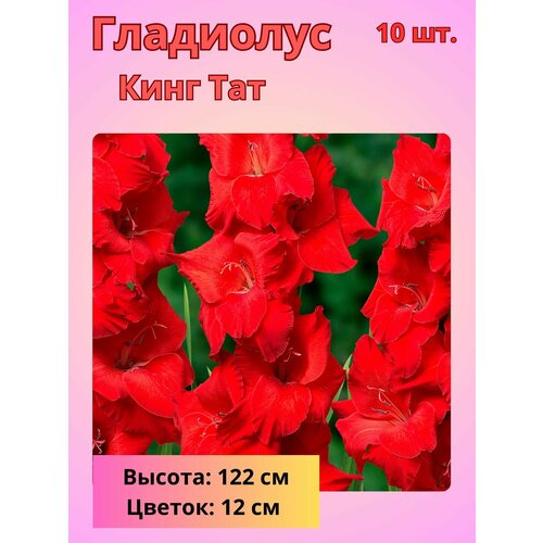 ������ ������ ��������� ��������������� ���� ���, �������� ���������� ����