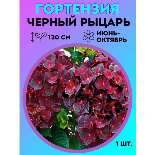 ������ ������ ��������� �������������, ������� 1 ����� ����