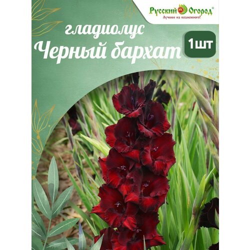 ������ ������ ��������� ������ ������ ����