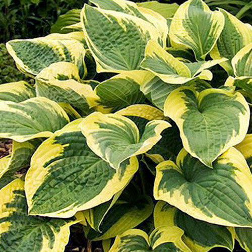 ������ ������ ����� ����� ��������, 1 ����� ����