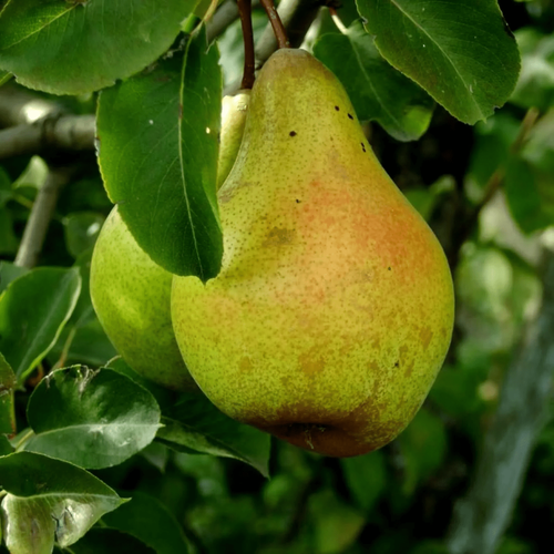 ������ ������ ������� ����� ���������� ( 3-4 ���� , �7,5 , 125-150 �� ) ����