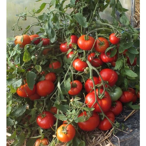 ������ ������ ������������� ������ ������ 