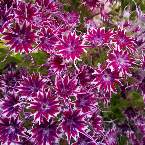 ������ ������ ����� F1 �������� �����, ����� ����� �������� �������� � ������ ���������� ������� � ����� ������������� ���������, 5 �� ����� ����