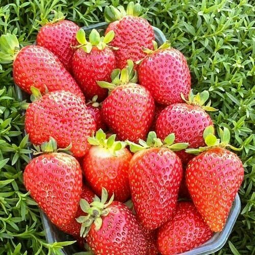 ������ ������ �������� ������������ (�������������) ������� 10 �� ����