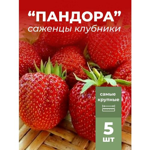 ������ ������ �������� ����� ������������� ������� �������/��������� �������� 5 �� ����