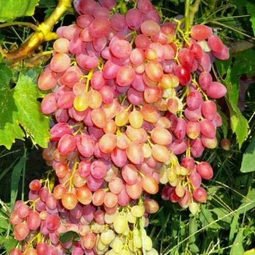 ������ ������ �������� ������ ������� ����