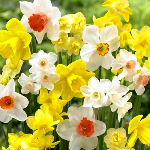 ������ ������ �������� �������� ���� ���� ( 10 �� ) ����