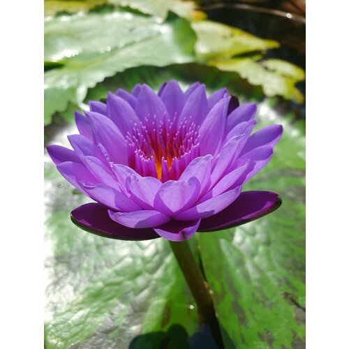 ������ ������ ������ ��� �����. ������ ��������/������ ����������� (100 ��), ��������� ����� ����