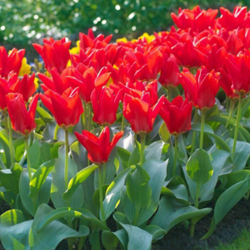 ������ ������ �������� �������� MADAM LEFEBER ( 5 �� ) ����