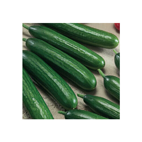 ������ ������ ������ ������� ������-��������� F1 (0,2 ��.) ����