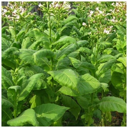 ������ ������ ������ ������ ����� ����������� ���� 300 ��. ����