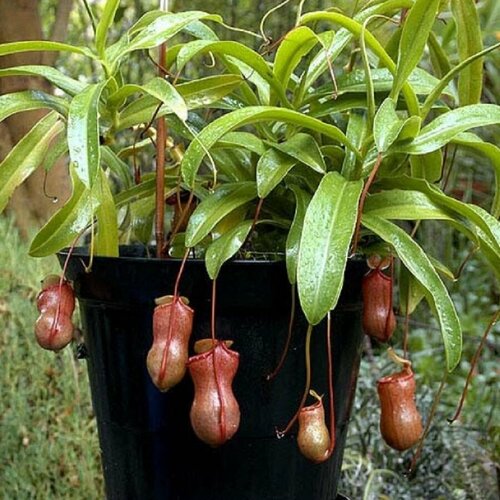 ������ ������ �������� ��������������, ������������� ��������, ������ ����