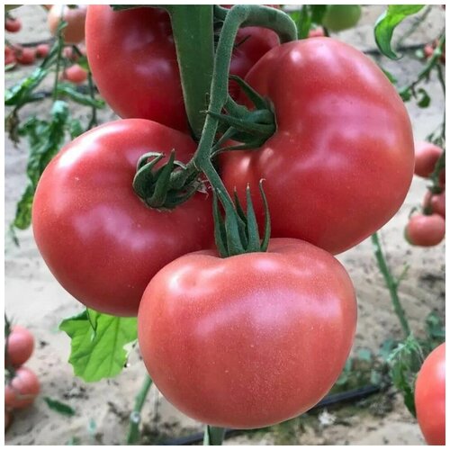 ������ ������ ������ ������ ����� ������������� ������� 10 ��. ����