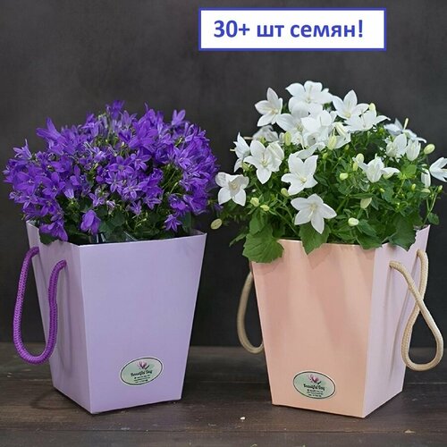 ������ ������ ��������� ����� � �������, ���� ������, ������ 30+ �� ����