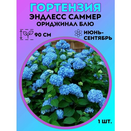 ������ ������ ��������� �����������, ������� 1 ����� ����