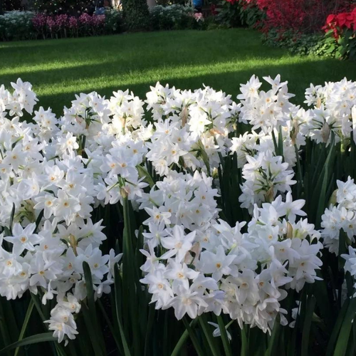 ������ ������ �������� �������� PAPERWHITE ZIVA ( 3 �� ) ����