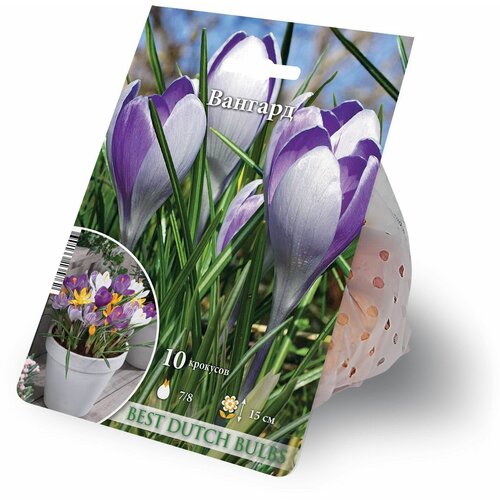 ������ ������ ������ ������� 10 ������� 7/8 ����