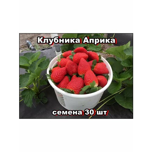 ������ ������ ������ �������� ������ 30�� ����