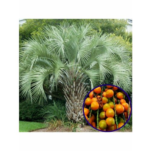 ������ ������ ������ ������ ����������� (����� ����������) 1 ��. ����