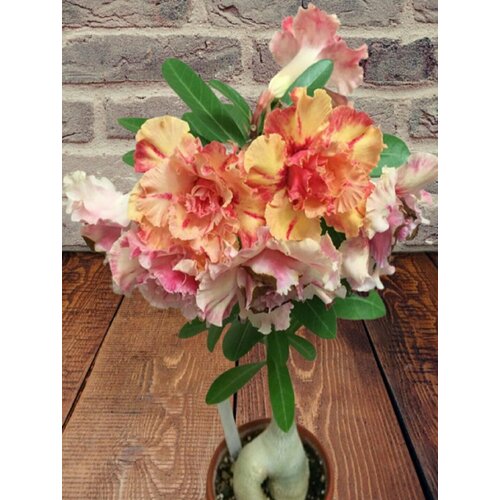 ������ ������ ������� ���� ��������, ������ ����