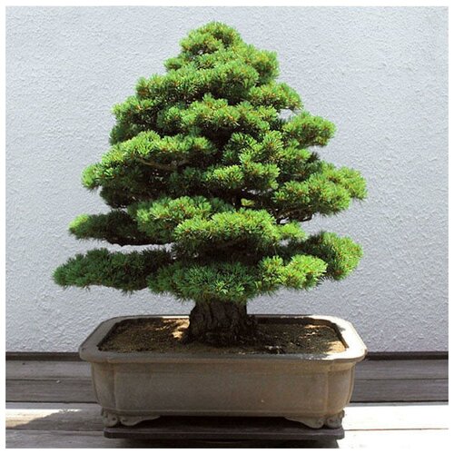 ������ ������ �������� ����, ������ ������ ����