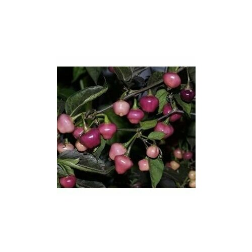 ������ ������ ������ ������ ����� Cheiro roxa, 5 ����� + ������� ����