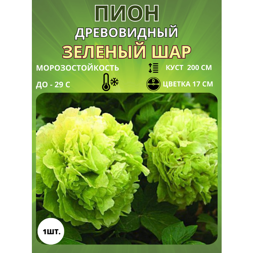 ������ ������ ���� ������� ��� 1 ��. ����