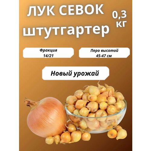 ������ ������ ��� ����� ���������� ����� 300��. ����