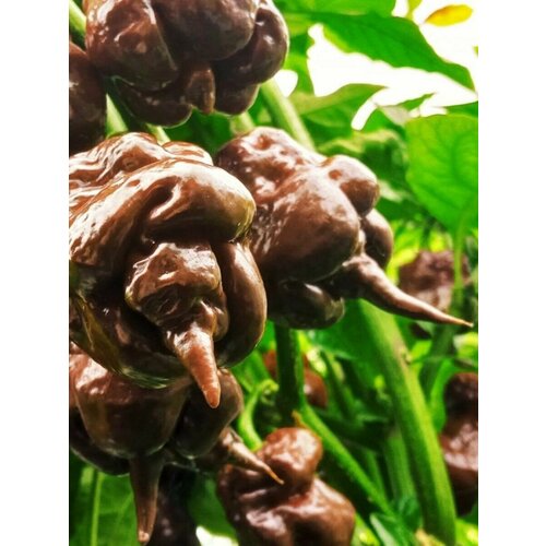 ������ ������ ������ ������ ����� Odino choco, 5 ���� ����