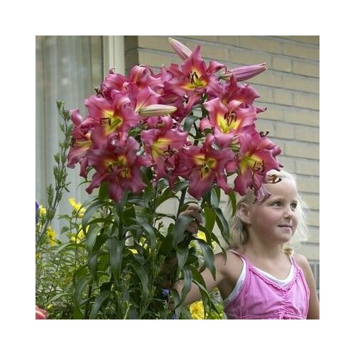 ������ ������ �������� ����� - ������ ���������� 2 �� ����