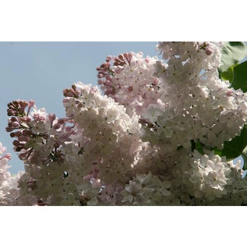 ������ ������ ������� ������ ������������ ������� ( 2 ���� , �3,5 , 20-40 �� ) ����