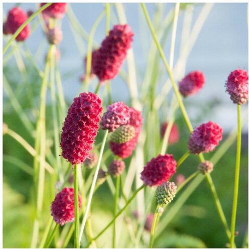 ������ ������ ������ ������ ����������� ������������� 30 ��. ����