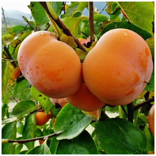 ������ ������ ������ ������ ����� �������� ���� ���������� ������ 10 ��. ����