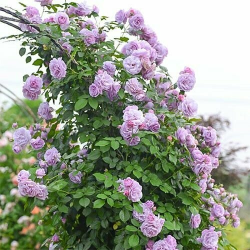 ������ ������ ���� ��������� ��-�� ����