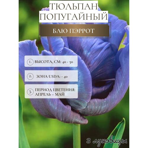 ������ ������ ������� �������� ����������� ������ ����