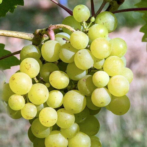 ������ ������ �������� ������ ��������� (������� ������� 50-80 ��, 1 ���) ����