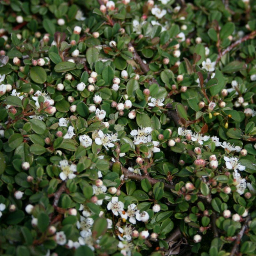 ������ ������ ��������� ������� ���� �� ������ (Szkolka roslin A.M (������)), 1 ������� � ������ 15-20 �� ����