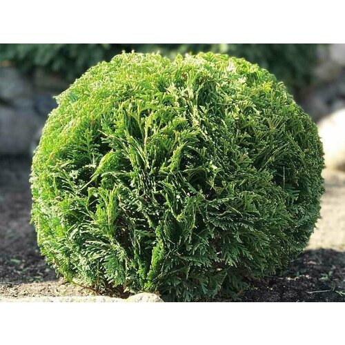 ������ ������ ������ ��� ���������� ������ 30 ����� + ������� ��� ����� 30 ����� ����